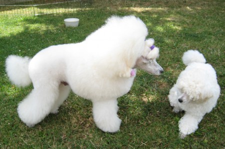 30.7.2015 Dorly & Boreas